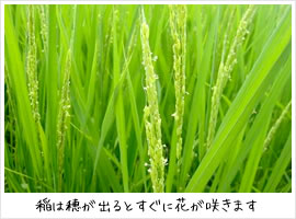 稲は穂が出るとすぐに花が咲きます